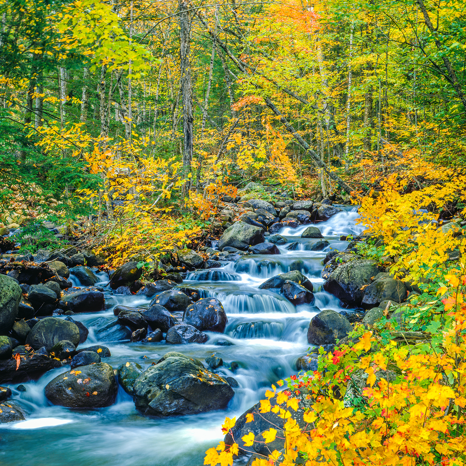 A stream flowing through the woods during Autumn
